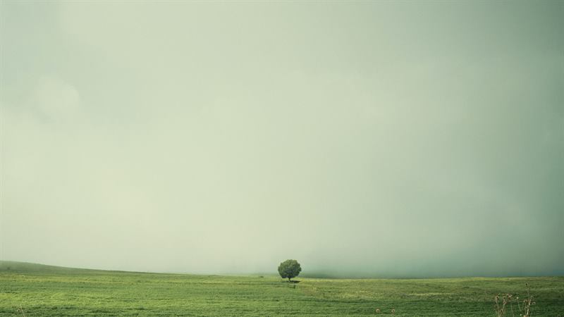 A single tree in an empty green field under low fog