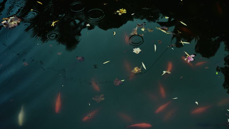 Fallen petals and koi turning in dark water