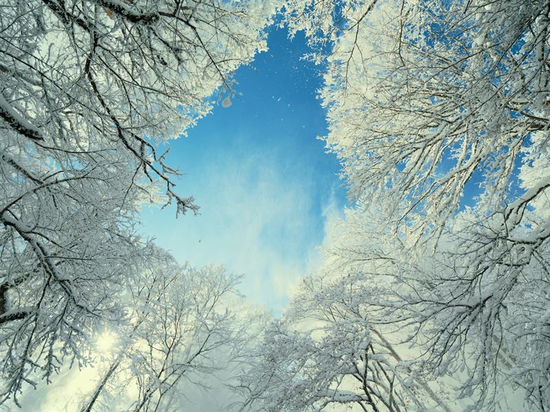 Frost-covered branches opening onto blue sky