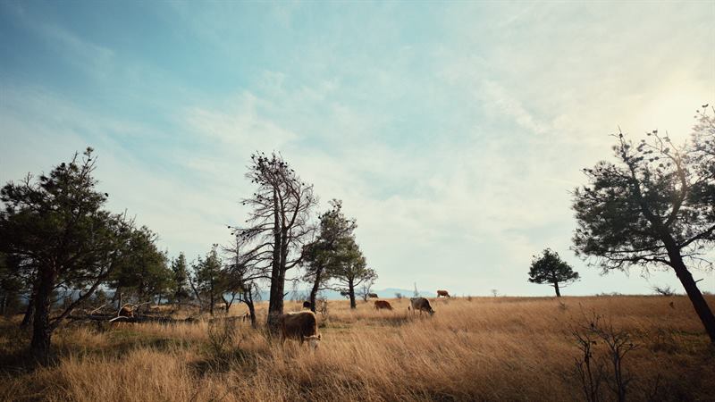 Cattle grazing among wind-bent trees on dry grassland